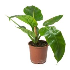 Philodendron Imperial Green 17 Philodendron Imperial Green -Plants Sale Store Philodendron Imperial Green