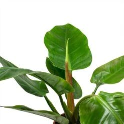 Philodendron Imperial Green 16 Philodendron Imperial Green -Plants Sale Store Philodendron Imperial Green Leaves