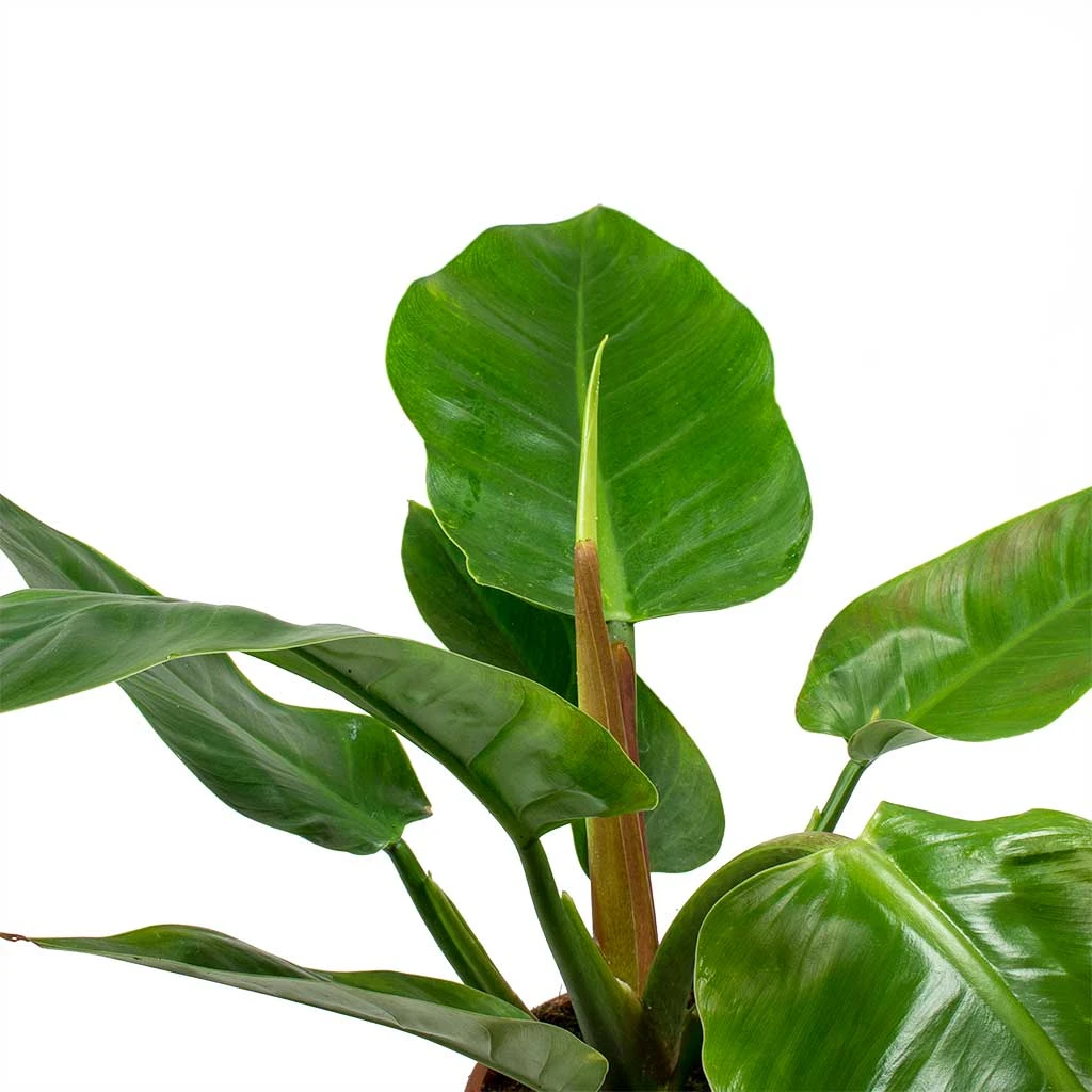 Philodendron Imperial Green 6 Philodendron Imperial Green - Image 4