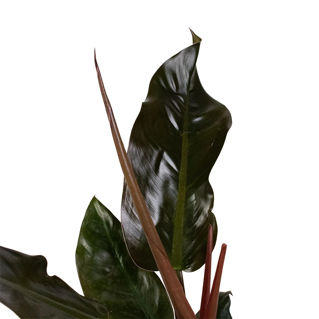 Philodendron Imperial Red 4 Philodendron Imperial Red - Image 2