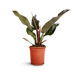 Philodendron Imperial Red 19 Philodendron Imperial Red -Plants Sale Store Philodendron Imperial Red 17x50cm 2
