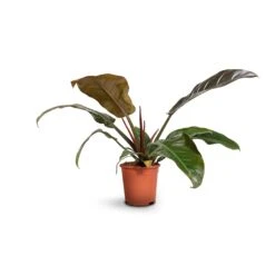 Philodendron Imperial Red 26 Philodendron Imperial Red -Plants Sale Store Philodendron Imperial Red 17x50cm