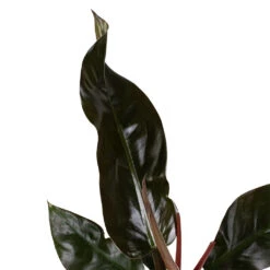 Philodendron Imperial Red 22 Philodendron Imperial Red -Plants Sale Store Philodendron Imperial Red 17x50cm 2 e8fdfc92 0f4f 44a8 9630 c2b4c949d33d