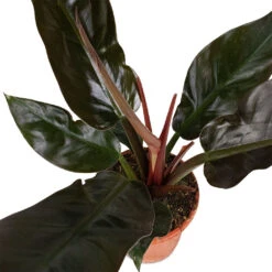 Philodendron Imperial Red 25 Philodendron Imperial Red -Plants Sale Store Philodendron Imperial Red 17x50cm 3