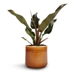 Philodendron Imperial Red 21 Philodendron Imperial Red -Plants Sale Store Philodendron Imperial Red 17x50cm Jordy Plant Pot Caramel 20x18cm 1