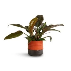 Philodendron Imperial Red 27 Philodendron Imperial Red -Plants Sale Store Philodendron Imperial Red 19x55cm Marlijn Plant Pot Coral 21x21cm