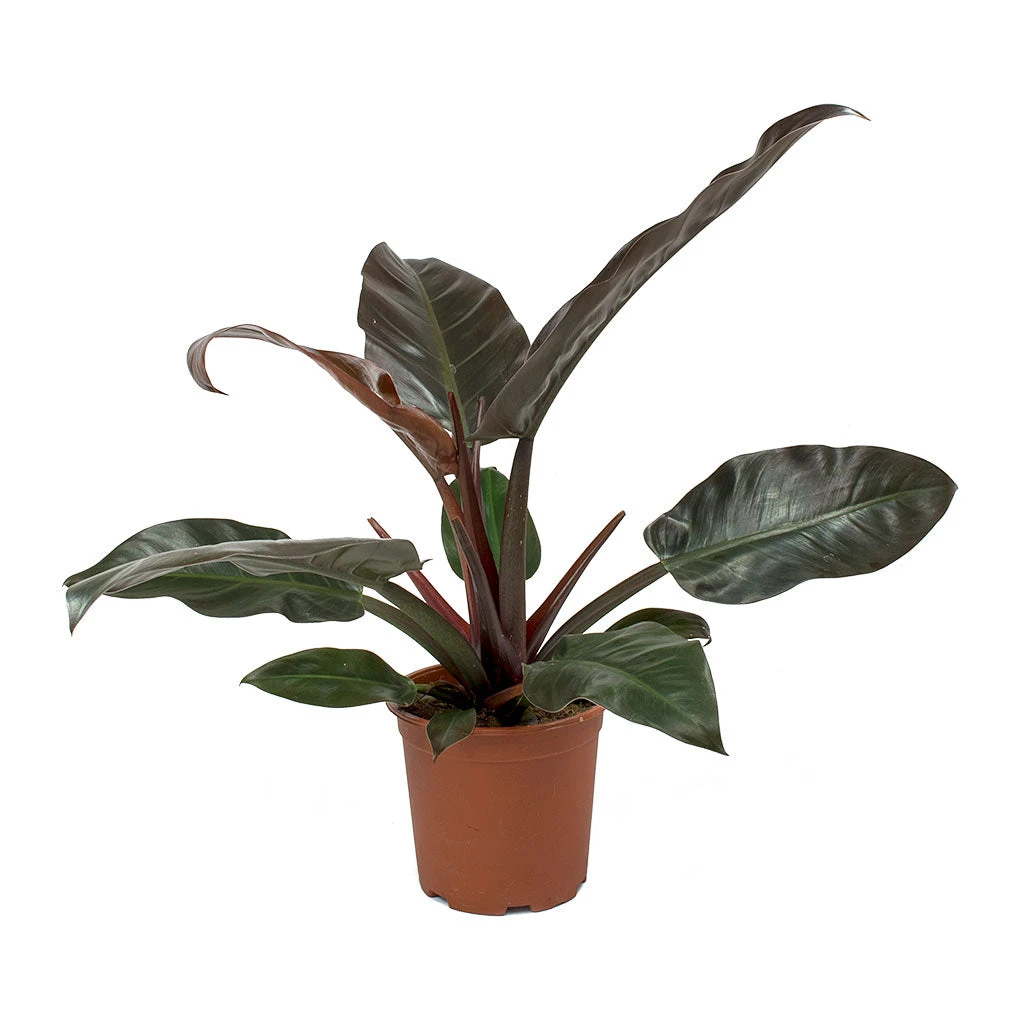 Philodendron Imperial Red 10 Philodendron Imperial Red - Image 8
