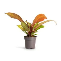 Philodendron Prince Of Orange -Plants Sale Store Philodendron Prince of Orange 10.5x30cm