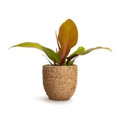 Philodendron Prince Of Orange -Plants Sale Store Philodendron Prince of Orange 10.5x30cm Cody Plant Pot Straw Grass 17x15cm