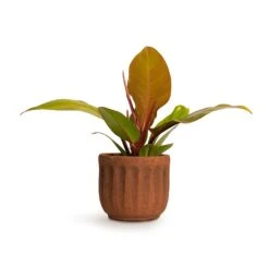Philodendron Prince Of Orange -Plants Sale Store Philodendron Prince of Orange 10.5x30cm Duncan Plant Pot Rust 14x13cm