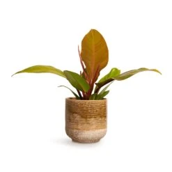 Philodendron Prince Of Orange -Plants Sale Store Philodendron Prince of Orange 10.5x30cm Issa Plant Pot Ochre 13x13cm