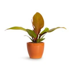 Philodendron Prince Of Orange