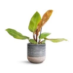 Philodendron Prince Of Orange -Plants Sale Store Philodendron Prince of Orange 12x25cm Issa Plant Pot Light Blue 15x15cm