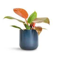 Philodendron Prince Of Orange -Plants Sale Store Philodendron Prince of Orange 12x25cm Lisbon Plant Pot Navy 15x15cm