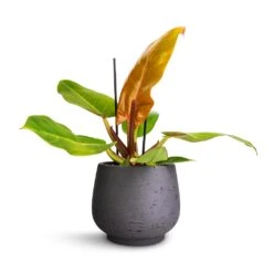 Mini Pixie Plant Pot - Black Washed -Plants Sale Store Philodendron Prince of Orange 12x25cm Mini Pixie Plant Pot Black Washed 18x15cm 240538b0 cfbb 4b5d 8e7b c14f5546aa64