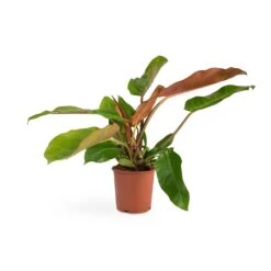 Philodendron Prince Of Orange -Plants Sale Store Philodendron Prince of Orange 17x35cm