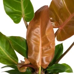 Philodendron Prince Of Orange -Plants Sale Store Philodendron Prince of Orange 17x35cm close up 2