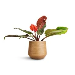Dune Darcy Planter - Almond -Plants Sale Store Philodendron Prince of Orange 17x50cm Dune Darcy Planter Almond 30x26cm