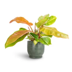 Philodendron Prince Of Orange -Plants Sale Store Philodendron Prince of Orange 17x50cm Lykke Plant Pot Sage 21x20cm