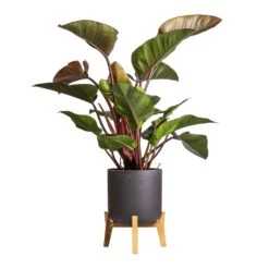 Philodendron Red Beauty -Plants Sale Store Philodendron Red Beauty 27x100cm Charlie Plant Pot Low Stand Black Washed