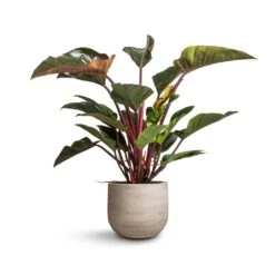 Cody Plant Pot - Ridged Cement -Plants Sale Store Philodendron Red Beauty 27x100cm Cody Plant Pot Ridged Cement 35x31cm 133d28d8 2361 4291 ba84 d5fa71095e66