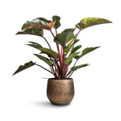 Ryan Plant Pot - Shiny Gold -Plants Sale Store Philodendron Red Beauty 27x100cm Ryan Plant Pot Shiny Gold 36x32cm 8542260e 1c67 48dc a319 49f590e6cc21