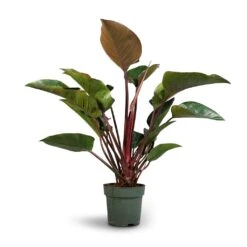 Philodendron Red Beauty -Plants Sale Store Philodendron Red Beauty 27x90cm