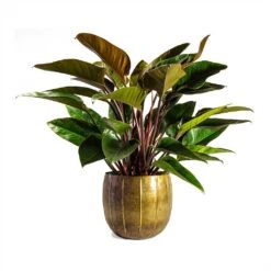Philodendron Red Beauty -Plants Sale Store Philodendron Red Beauty 27x90cmPlant Pot Gusto Old Brown