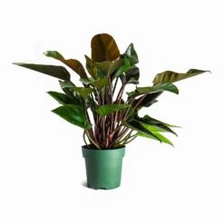 Philodendron Red Beauty -Plants Sale Store Philodendron Red Beauty Houseplant 27x90cm