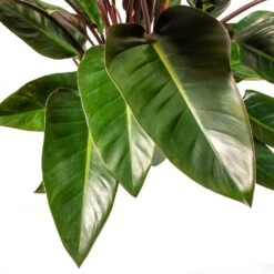 Philodendron Red Beauty -Plants Sale Store Philodendron Red Beauty Houseplant 3Leaf 27x90cm