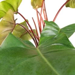 Philodendron Erubescens Red Emerald - Moss Pole -Plants Sale Store Philodendron Red Emerald SWATCH 2
