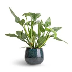 Philodendron Hastatum Silver Queen -Plants Sale Store Philodendron Silver Queen 17x50 Odile Plant Pot Petrol 24x19cm