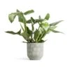 Philodendron Hastatum Silver Queen 1 Philodendron Hastatum Silver Queen -Plants Sale Store Philodendron Silver Queen 17x50cm Dave Plant Pot Earth 21x21cm 5cfe09a3 eb68 4efd bcdd 5263d1083dcd