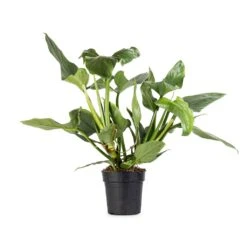 Philodendron Hastatum Silver Queen -Plants Sale Store Philodendron Silver Queen