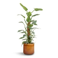 Philodendron Hastatum Silver Queen - Moss Pole -Plants Sale Store Philodendron Silver Queen Moss Pole 17x65cm Jordy Plant Pot Caramel 20x18cm
