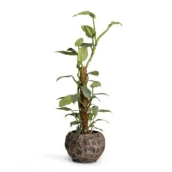 Philodendron Hastatum Silver Queen - Moss Pole -Plants Sale Store Philodendron Silver Queen Moss Pole 17x65cm Luxe Lite Moon Globe Planter Bronze 28x20cm 8c4c1cc1 91da 4128 a3b0 776b72ddaf29