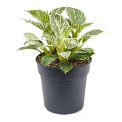 Philodendron Birkin - White Wave -Plants Sale Store Philodendron White Wave 21cm