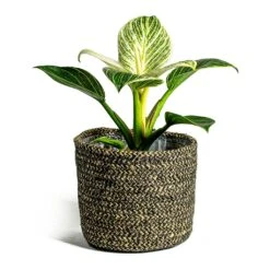 Philodendron Birkin - White Wave -Plants Sale Store Philodendron White Wave Maartje Plant Baskets Set of 5 black ea2fd914 3fc3 471b 9a08 e55525747cbc
