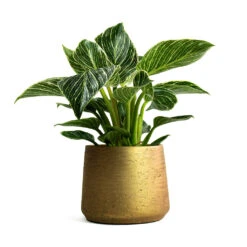 Philodendron Birkin - White Wave -Plants Sale Store Philodendron White Wave Patt Plant Pot Metallic Gold