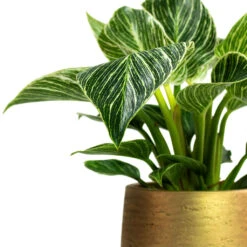 Philodendron Birkin - White Wave -Plants Sale Store Philodendron White Wave Patt Plant Pot Metallic Gold Close Up