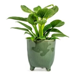 Philodendron Birkin - White Wave -Plants Sale Store Philodendron White Wave green plant pot