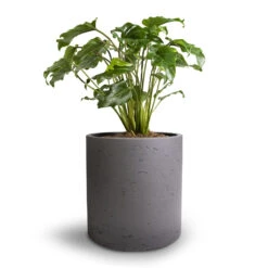 Puk Plant Pot - Black Washed -Plants Sale Store Philodendron Winterbourn Xanadu Philodendron 19x40cm Puk Plant Pot Black Washed 25x25cm e86ebc6f 8b99 48bc 9527 67d8582ed66c