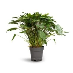 Philodendron Winterbourn - Xanadu Philodendron 18 Philodendron Winterbourn - Xanadu Philodendron -Plants Sale Store Philodendron Winterbourn Xanadu Philodendron 21x60cm