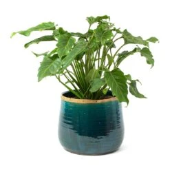 Philodendron Winterbourn - Xanadu Philodendron 15 Philodendron Winterbourn - Xanadu Philodendron -Plants Sale Store Philodendron Winterbourn Xanadu Philodendron Iris Plant Pot Turquoise