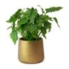 Philodendron Winterbourn - Xanadu Philodendron -Plants Sale Store Philodendron Winterbourn Xanadu Philodendron Patt Plant Pot Metallic Copper