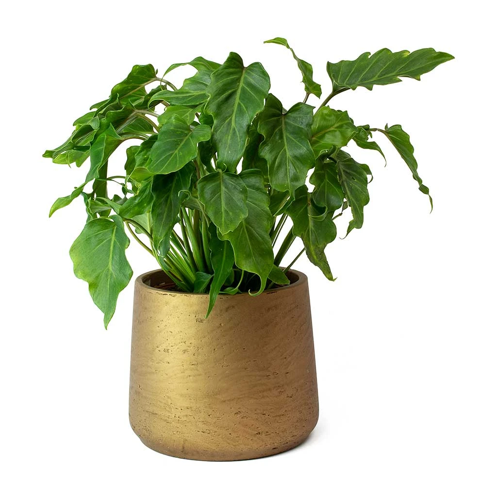 Philodendron Winterbourn - Xanadu Philodendron 3 Philodendron Winterbourn - Xanadu Philodendron