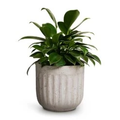 Philodendron Erubescens Green Princess -Plants Sale Store Philodendron erubescens Green Princess 12x25cm Duncan Plant Pot Cement 17x16cm 420ff894 e98d 44e5 96e1 4347c8b2e6f2
