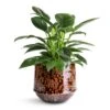 Philodendron Erubescens Green Princess -Plants Sale Store Philodendron erubescens Green Princess 12x25cm Noud Plant Pot Marrakesh 17x15cm