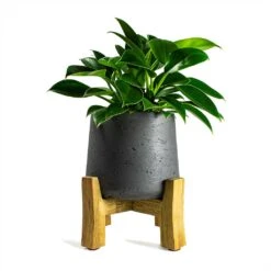 Philodendron Erubescens Green Princess -Plants Sale Store Philodendron erubescens Green Princess 12x25cm Plant Pot Patt Low Stand Black Washed 20x21cm