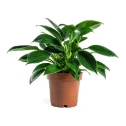 Philodendron Erubescens Green Princess -Plants Sale Store Philodendron erubescens GreenPrincess Houseplant 12x25cm